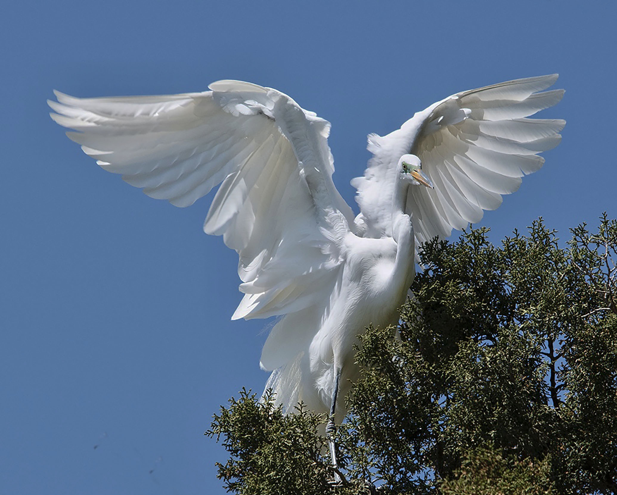 2nd PrizeOpen Color In Class 2 By Joanne Stamm For Beautiful Wings SEP-2025.jpg